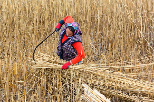 Woman workers harvest reeds