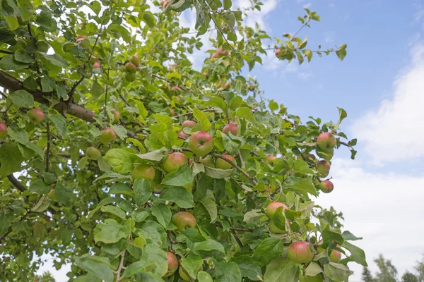 Apple on an apple tree branch