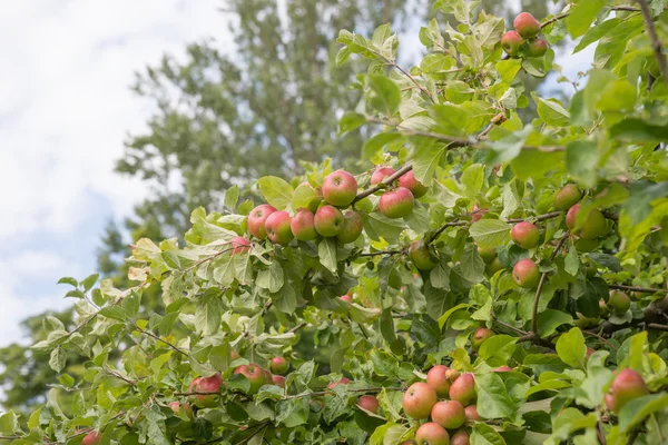 Apple on an apple tree branch