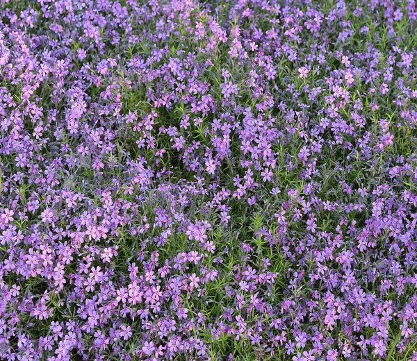 Beautiful pink flowers background