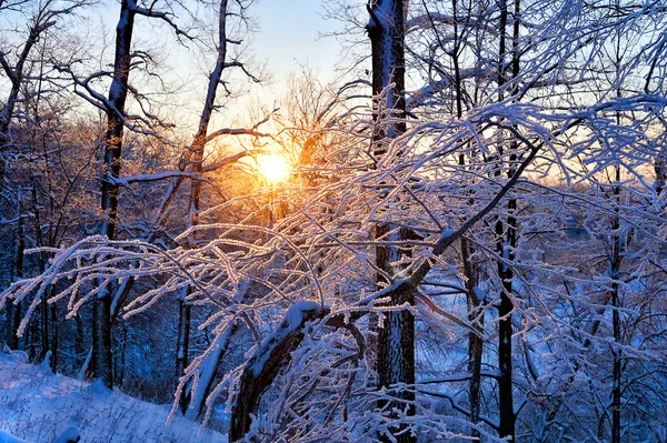 Winter landscape in the forest with the morning sun