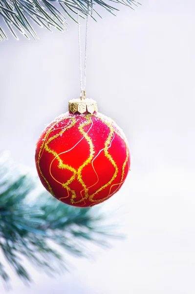 Red sphere hangs on a fir-tree close up