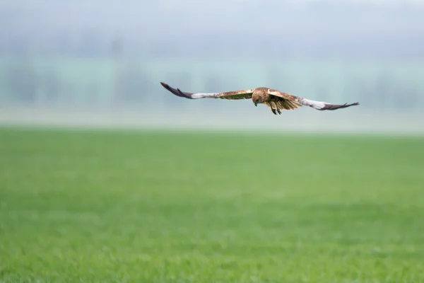 Western marsh harrier or Circus aeruginosus