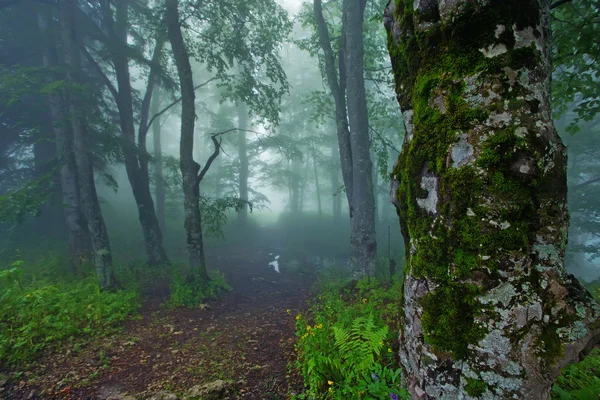 Russian forest