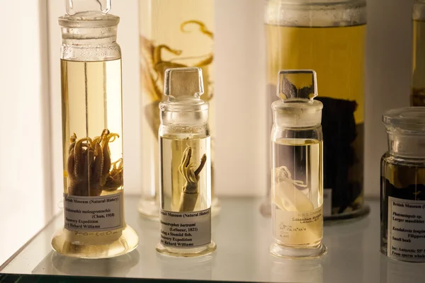 LONDON, UK - JULY 27, 2015: Natural History museum - preserved animals and species, laboratory details