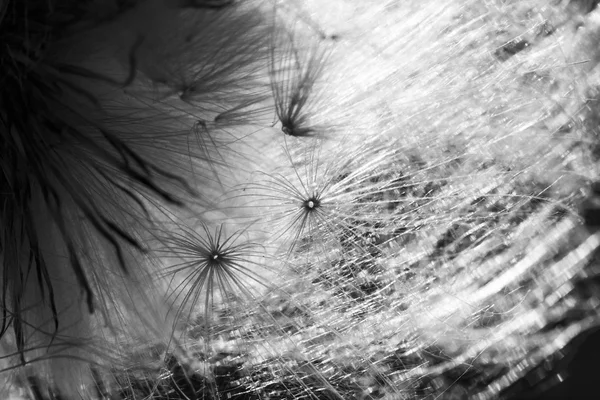 Abstract composition with dried plants seeds. Looks like dandelion seeds