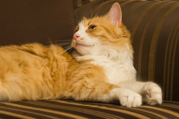 Sleepy, beautiful, orange and white tomcat on a brown armchair