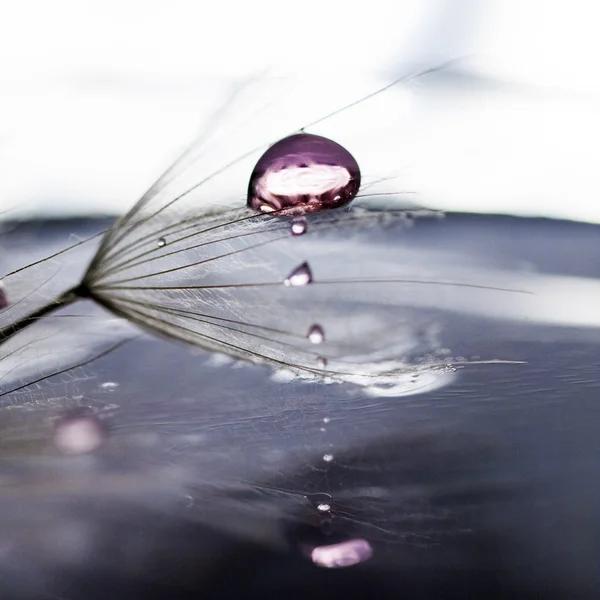 Dandelion seeds with water drops on natural background