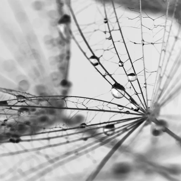 Dandelion seeds with water drops on natural background