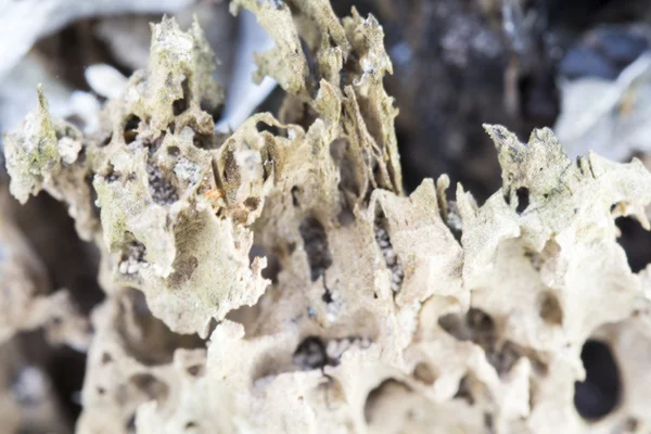 Remains of an old tree trunk without bark tree eaten by wood worms with worm traces