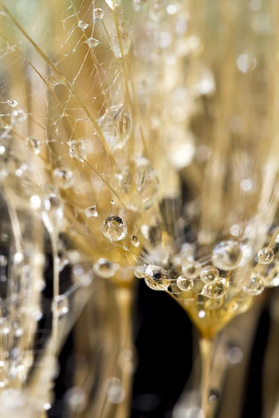 Dandelion seeds with water drops on natural background