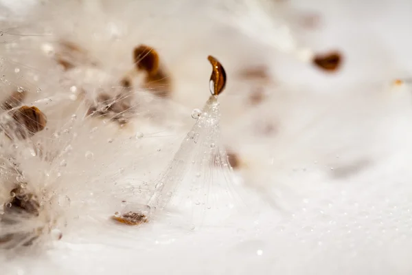 Abstract composition with dried plants seeds