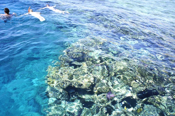 People in masks swim near coral reef in Red sea