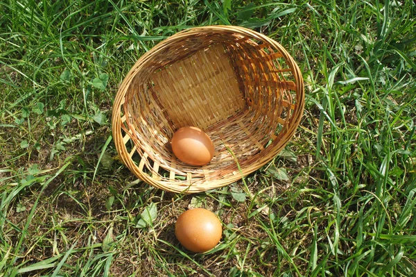 Wicker basket with eggs on grass. Inverted wicker basket with two brown eggs on grass