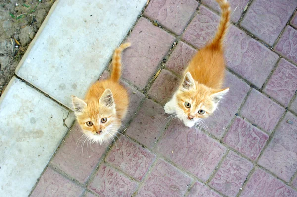 Two red kitten looking up