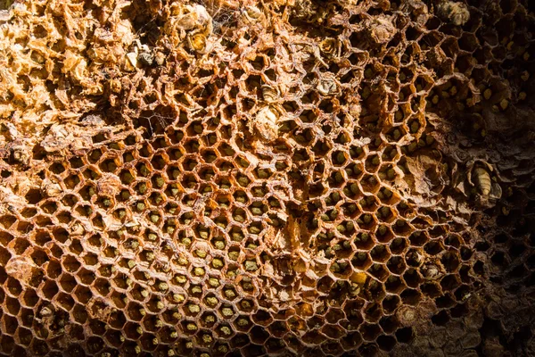 High contrast bee honeycombs filled med close up