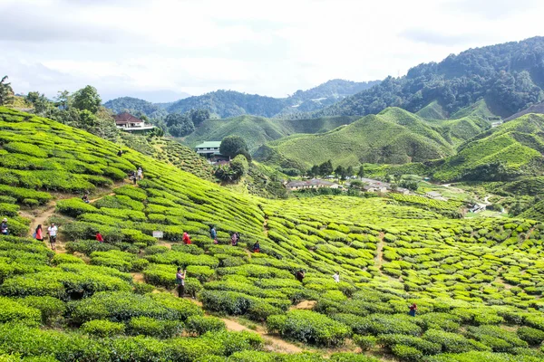 CAMERON HIGHLAND, MALAYSIA- FEB8,2015: Tourist travel to tea pla
