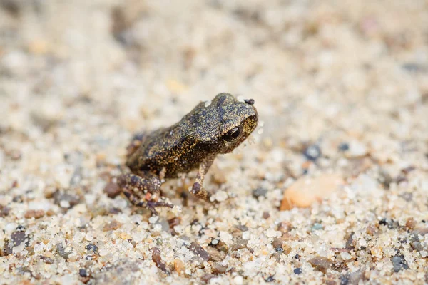 Tiny frog on sand