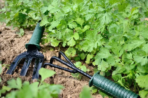 Agricultural tools on the soil the beds of greens for salads and fresh plants and spices - parsley, dill, cilantro