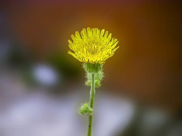 Yellow Dandelion flower