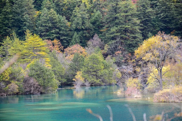 Autumn Tree and River of Jiuzhaigou, China