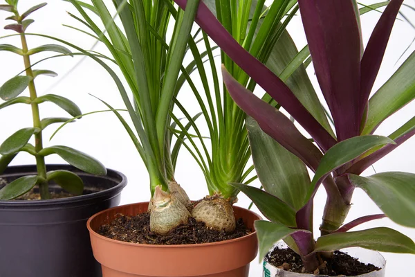 Different indoor plants