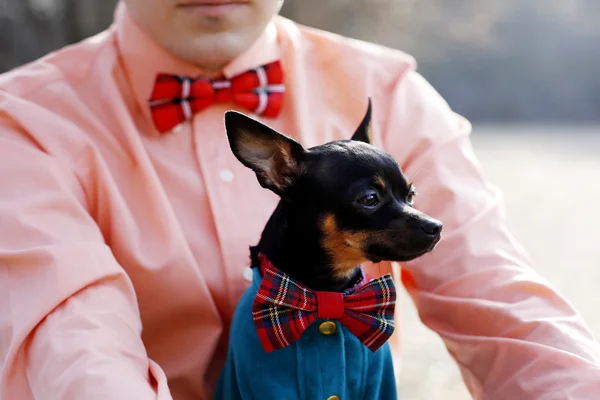 Portrait of toy terrier in red tie bow
