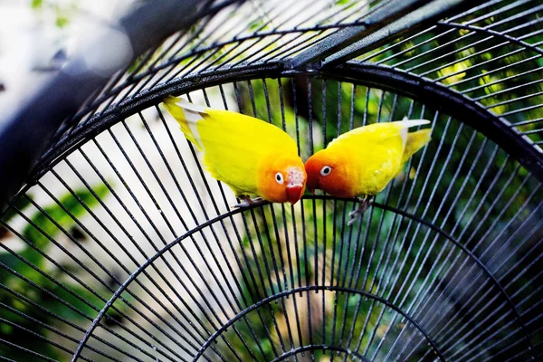 Yellow lovebirds in a cage