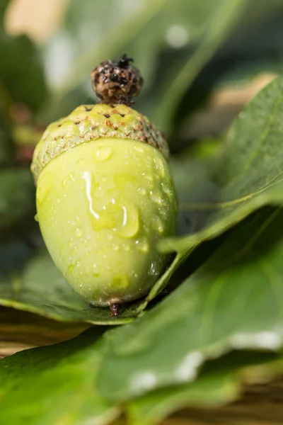 Oak acorn with green leaves