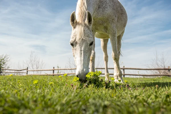 Domestic arabic horse grazing on pasture