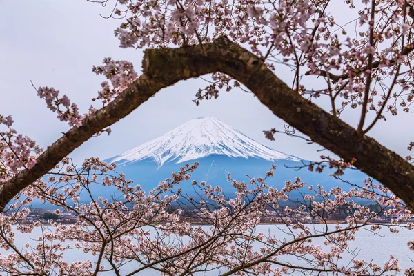 Mt.Fuji with Cherry Blossom at Lake kawaguchiko, Japan