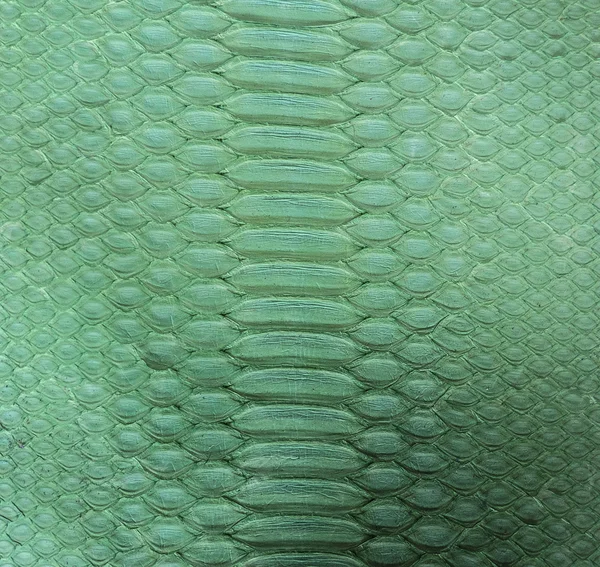 Fotos de Piel de serpiente de stock, imágenes de Piel de serpiente sin