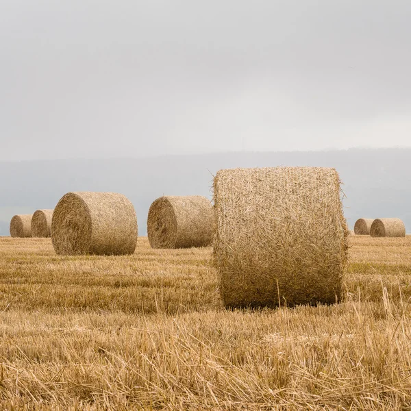 Straw bales on harvested field