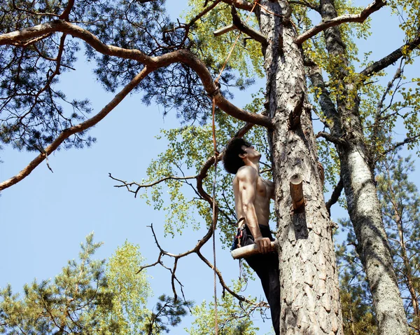 Young man climbing on tree in forest close up hight, hanging dangerously