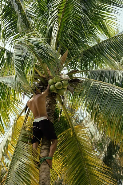 Professional climber on coconut tree