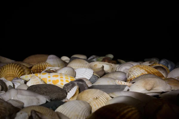 Seabed photographed on dark background