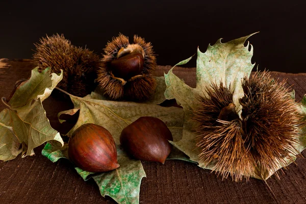 Chestnuts hedgehogs and photographed on a wood base