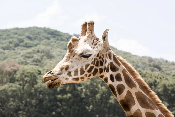 Giraffe Showing its Teeth and Tongue