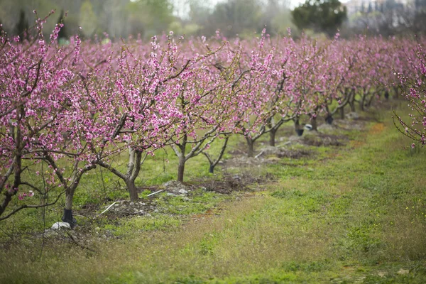 A field of blossoming almond trees in full bloom