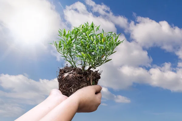 Human hand holding Plant with soil