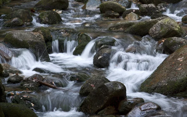 Autumn stream in the forest