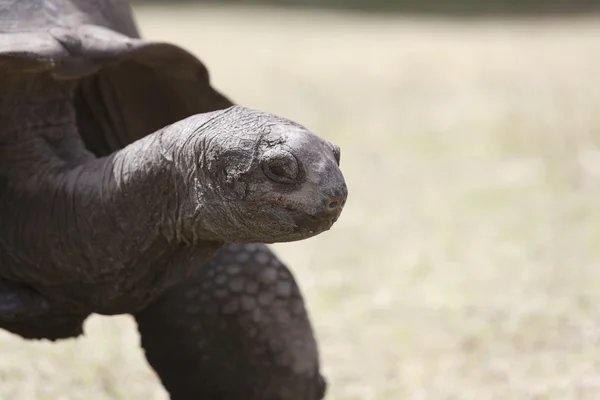 Closeup of a giant tortoise at Curieuse island, Seychelles
