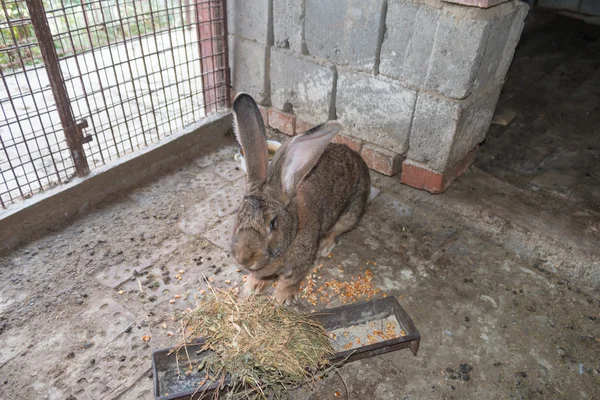 Brown rabbit giant in cage close-up