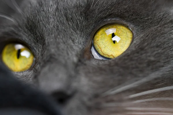 Yellow Cat\'s Eye