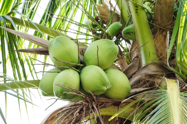 Green Coconuts on tree