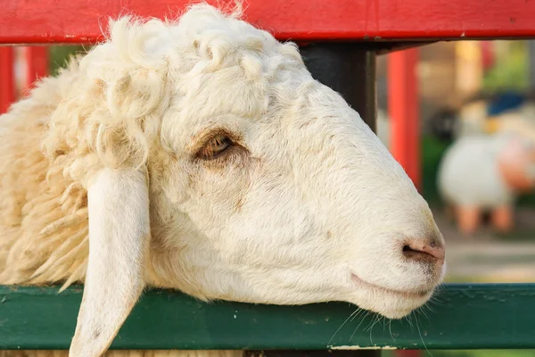 Sheep face closeup