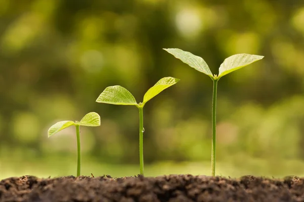 Trees growing on fertile soil