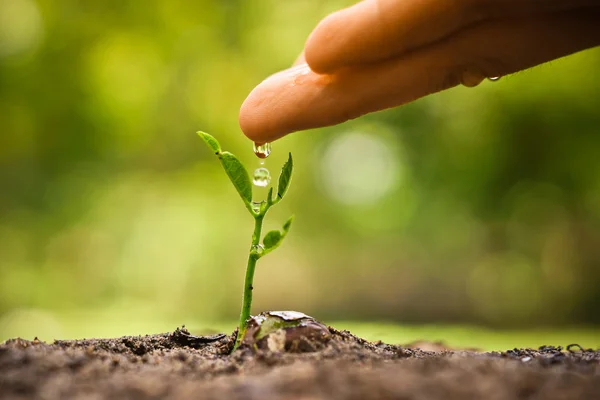 Hand nurturing and watering a young plant