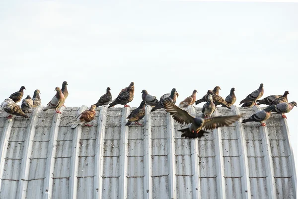 Pigeons on the roof causing problems