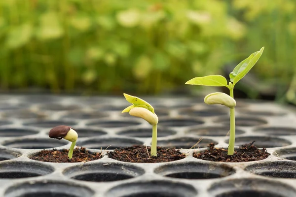 Trees growing on fertile soil